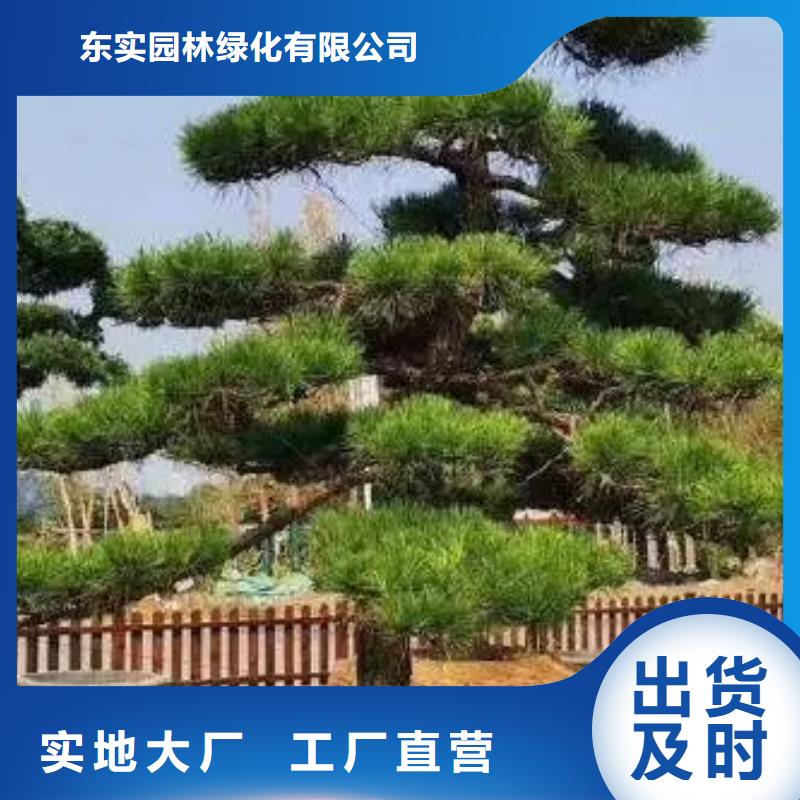 泰山风景松工艺精致