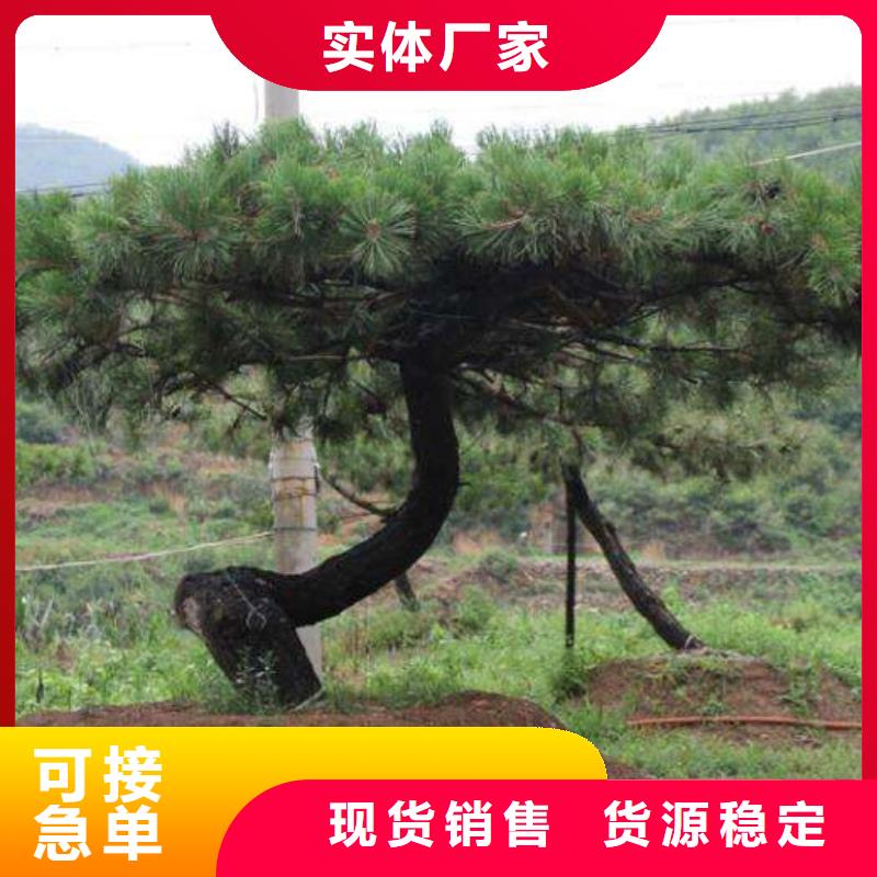 黑松品质有保障