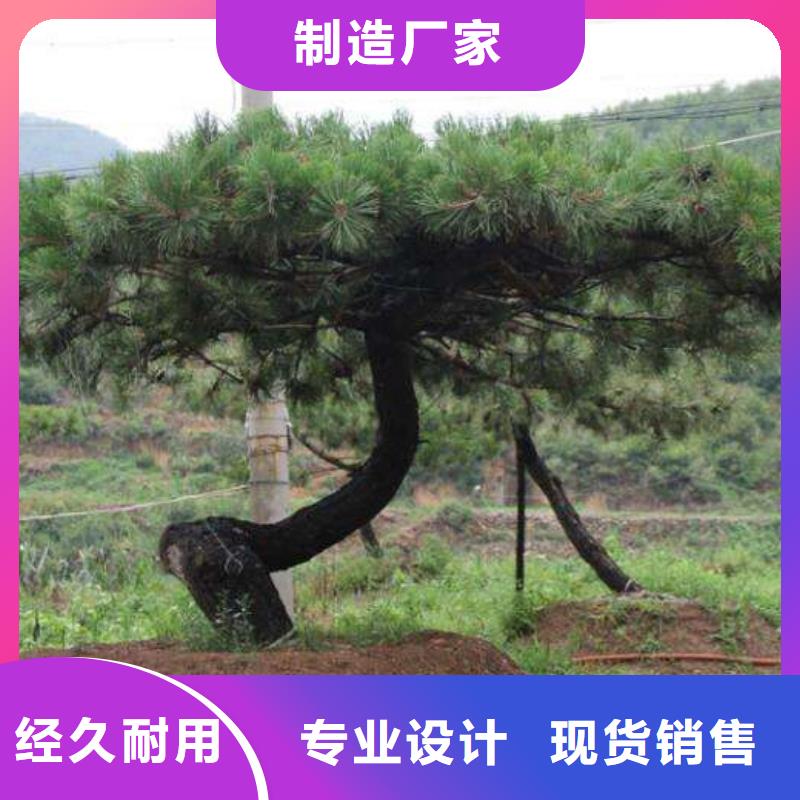 景观松现货批发