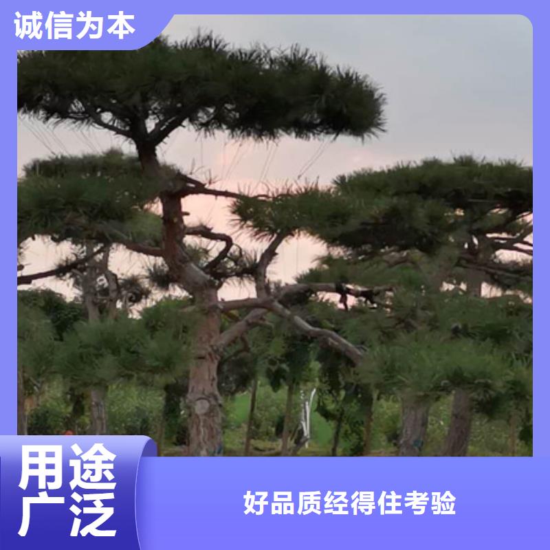 造型油松产品齐全