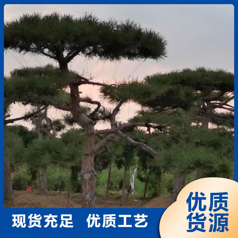 黑松-黑松价格透明