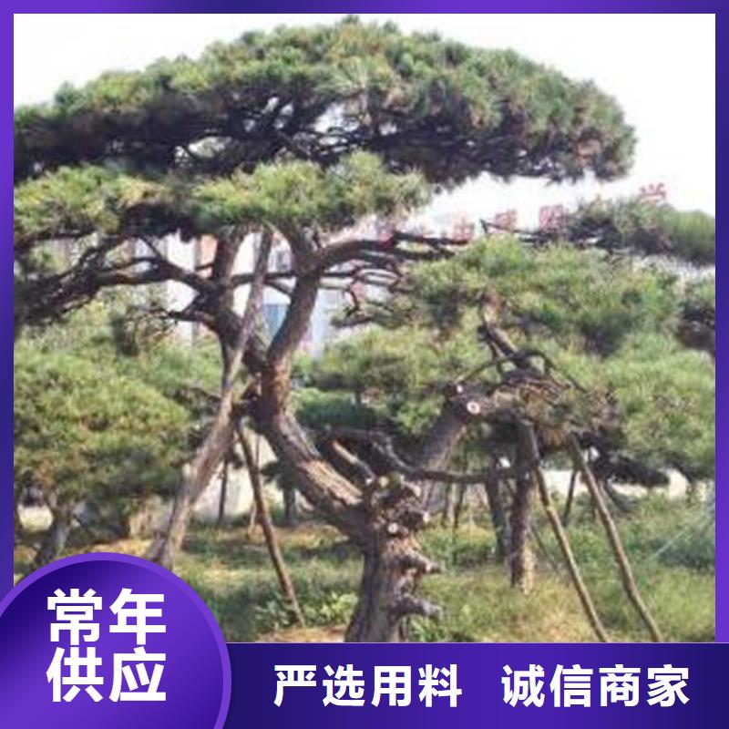 景观松生产厂家_10年经验