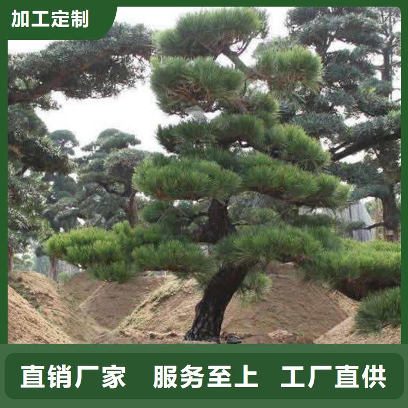 造型松价格