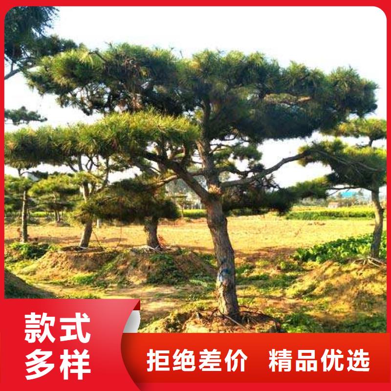造型松树品牌