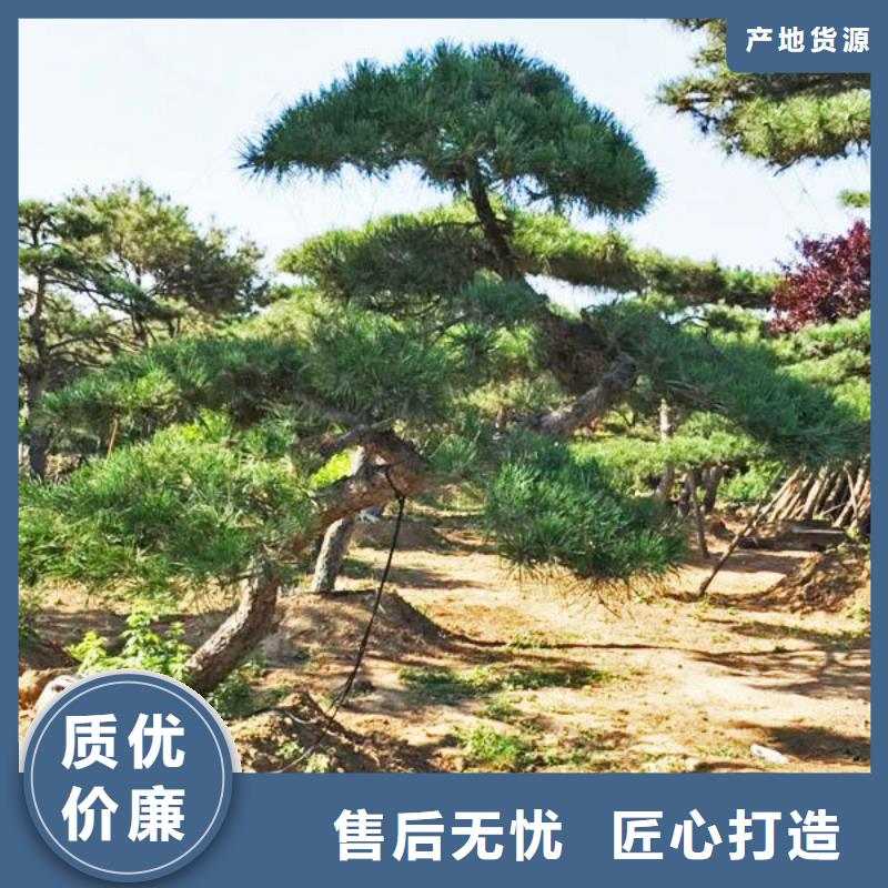 泌阳县造型油松-用的放心