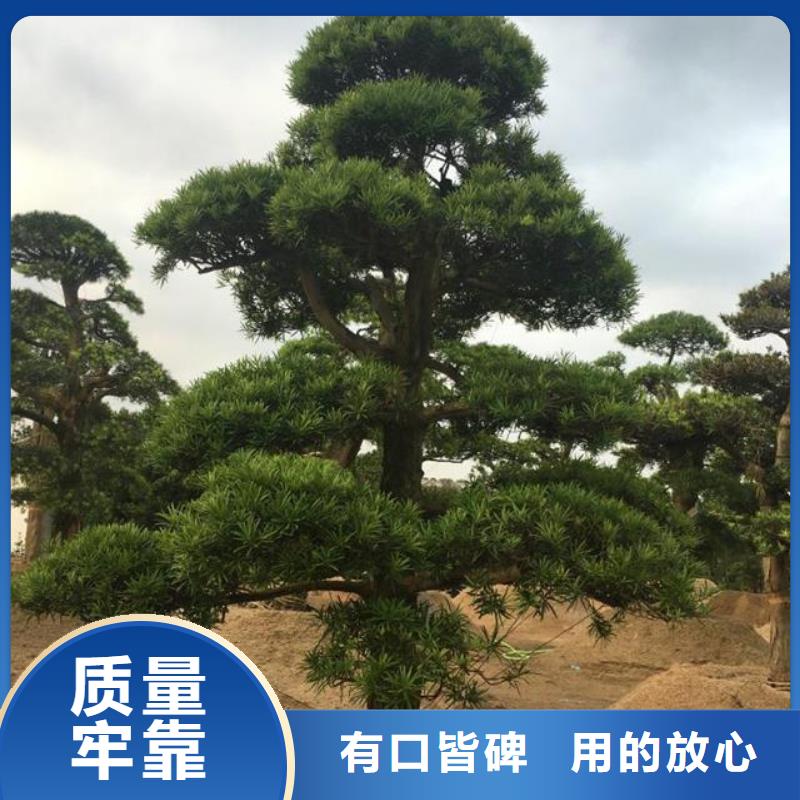 造型景松重口碑厂家
