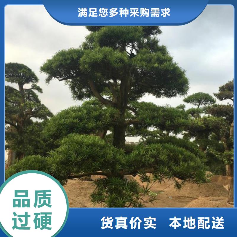 造型池松常年供应