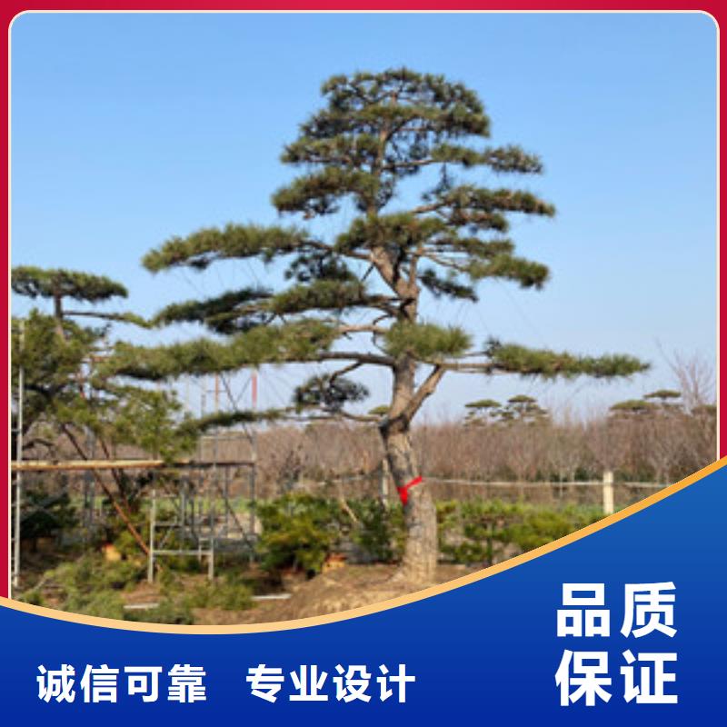 大型古松培育基地