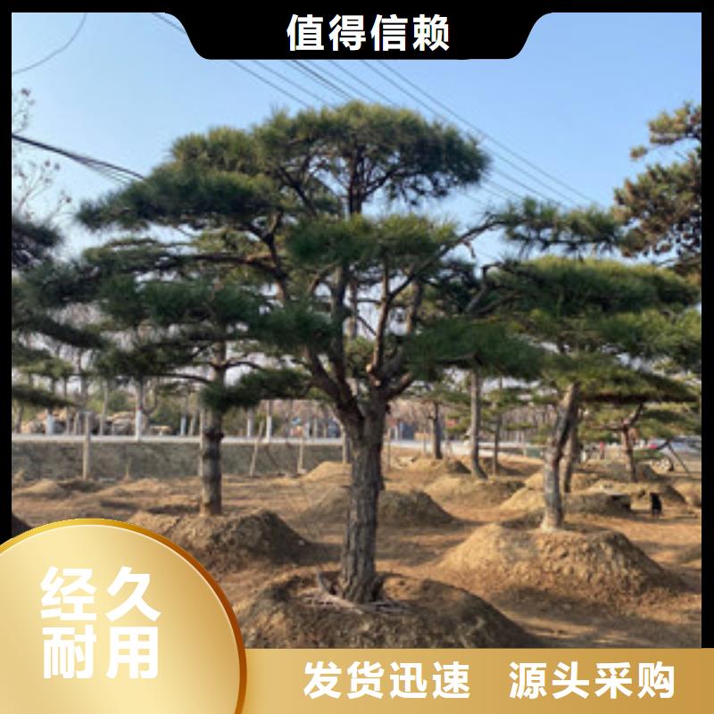 陵水县#造型油松#厂家直销