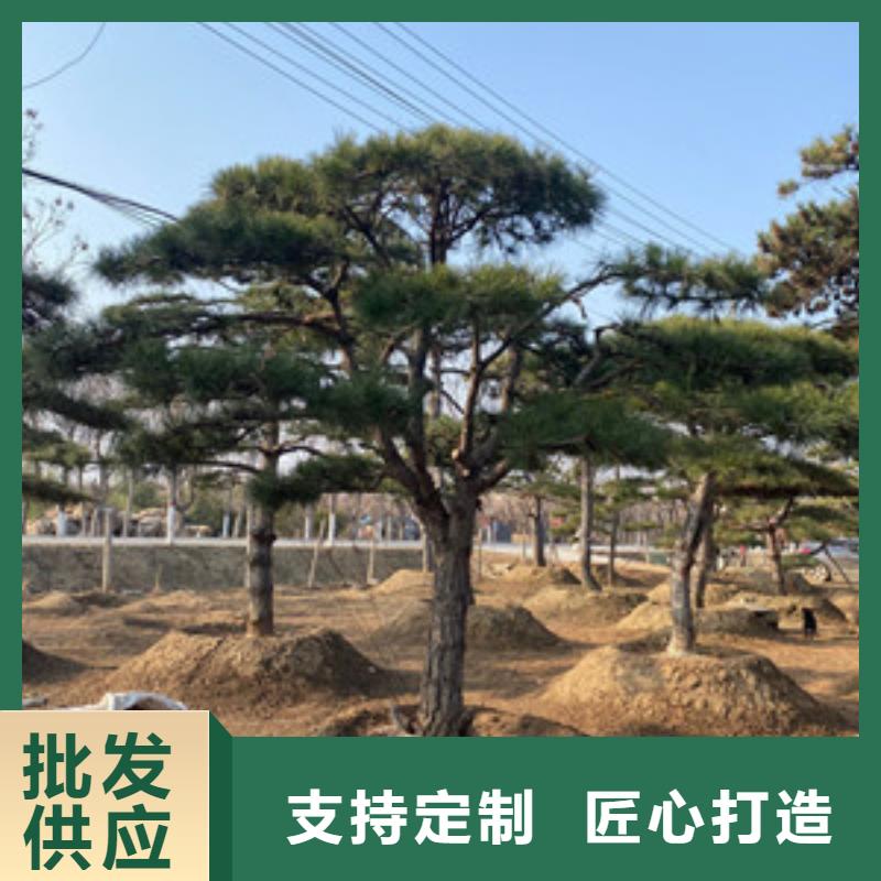 造型黑松供货稳定