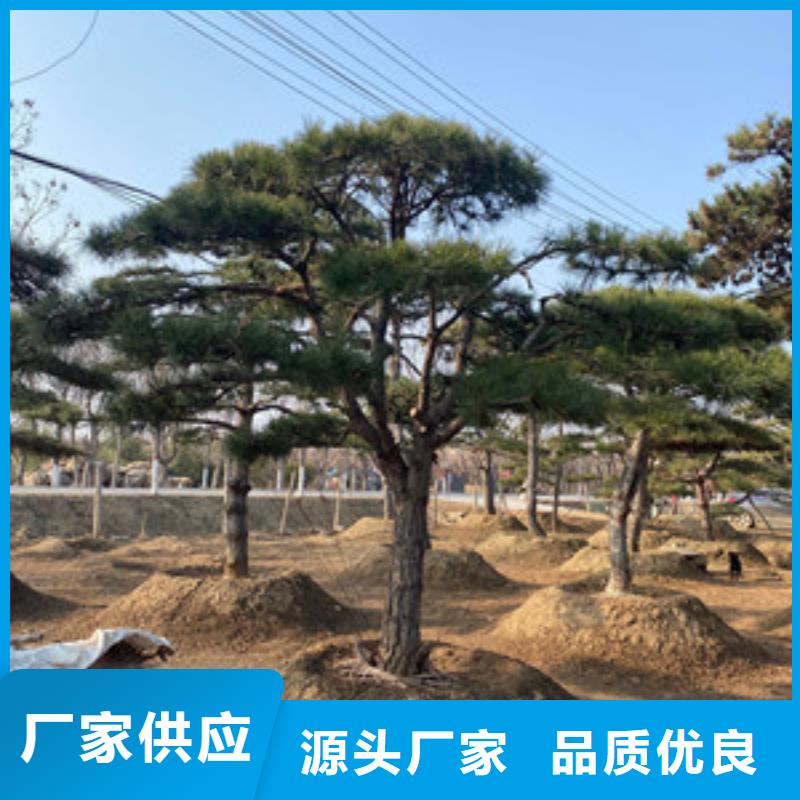 景观松工艺先进