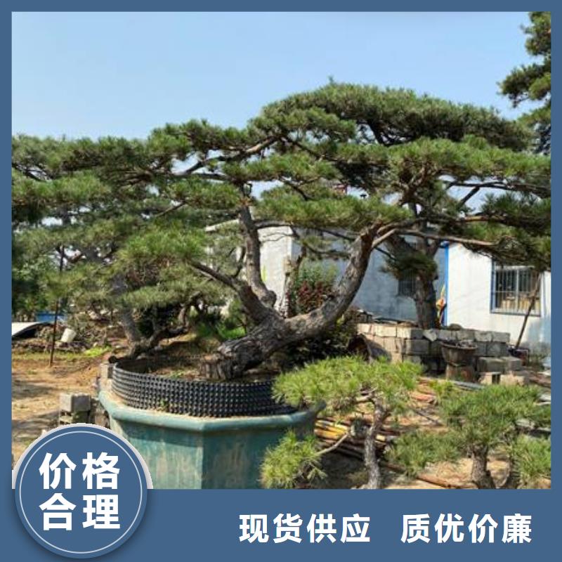 【造型松,造型油松快速物流发货】