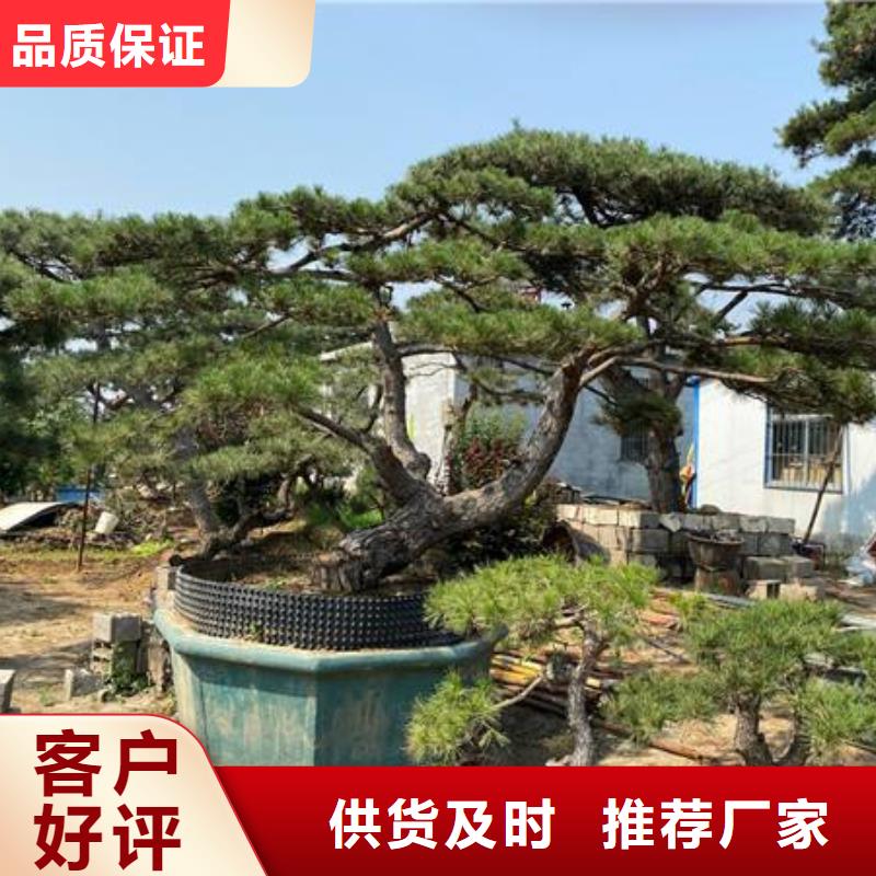 生产造型景松_品牌厂家