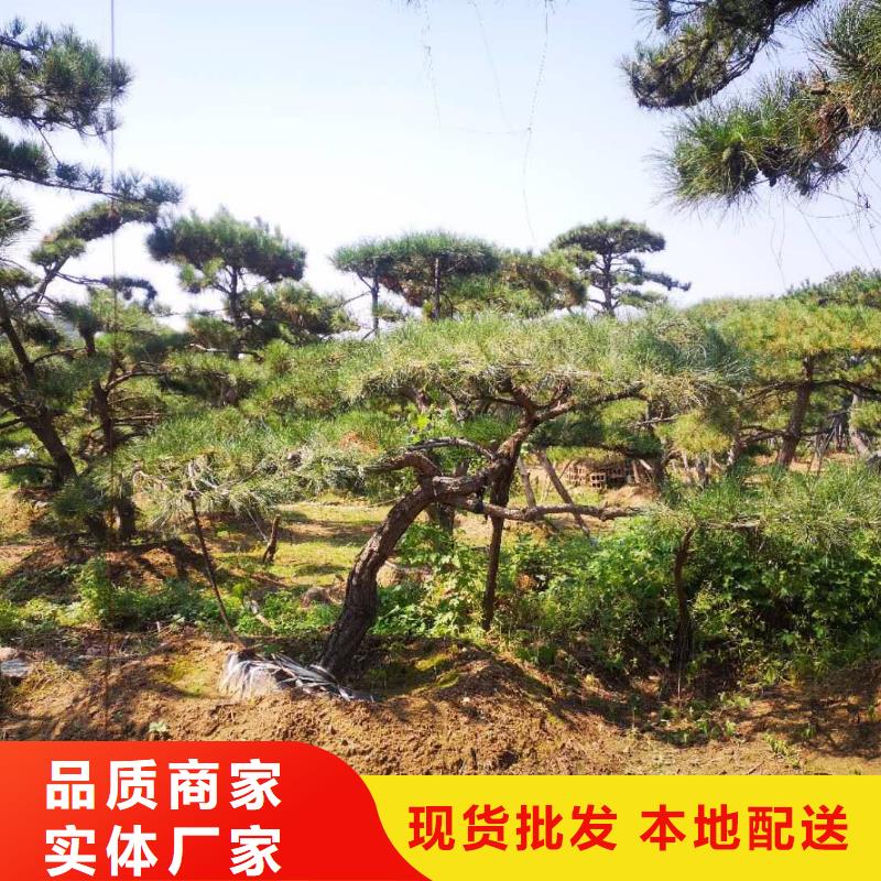 泌阳县造型油松-用的放心