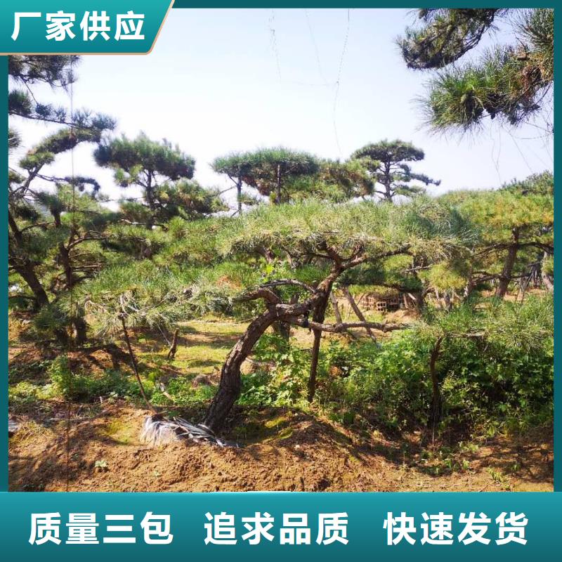 景观松质量稳妥