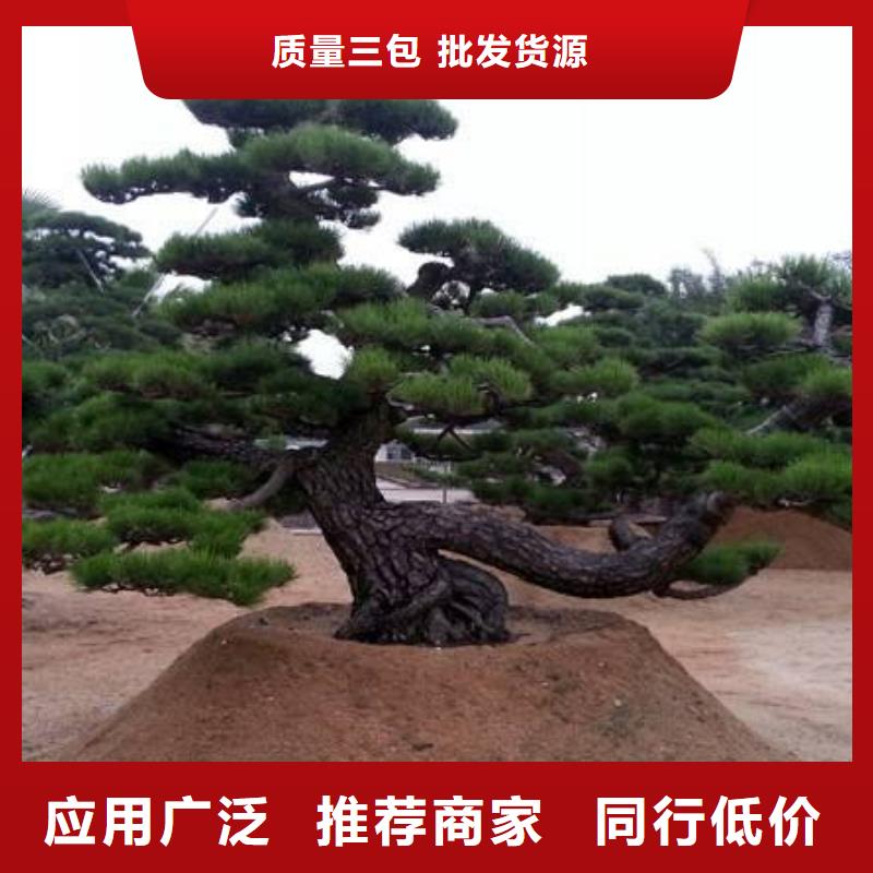 大型古松培育基地