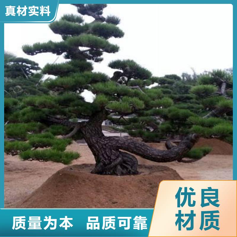 造型油松基本介绍