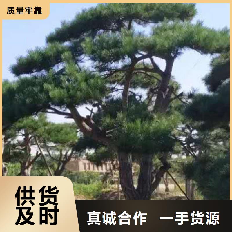 优质的油松供货商