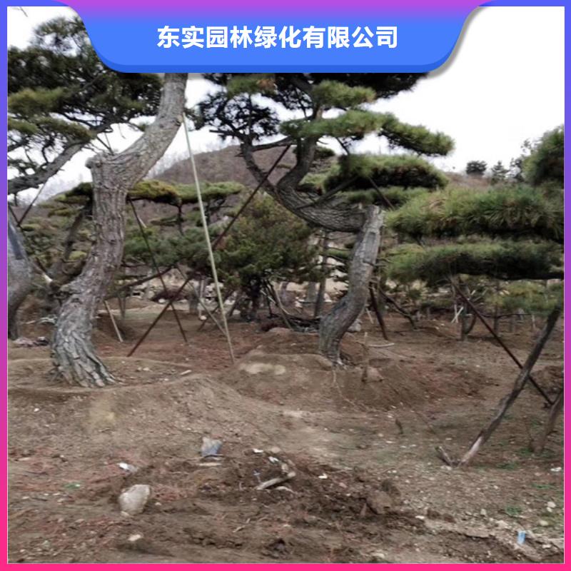 泰山风景松现货销售厂家