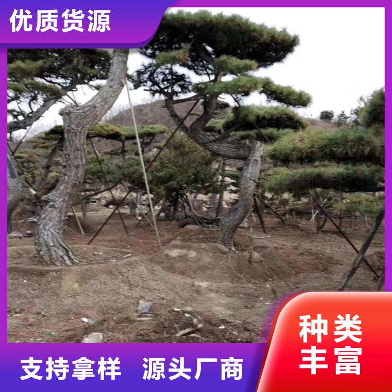 造型油松0元寄样
