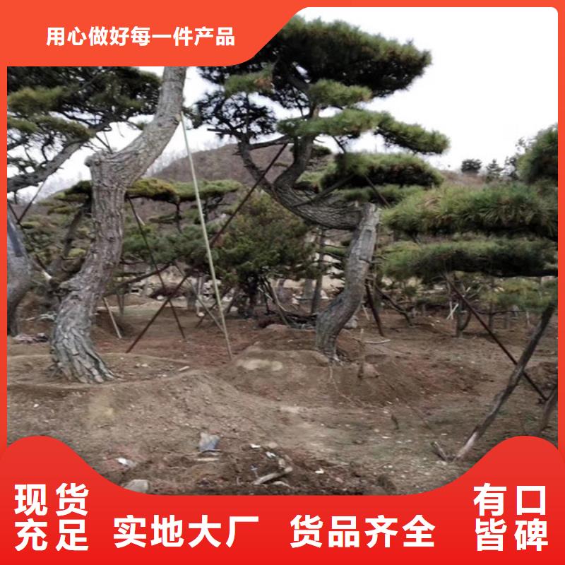 景观松工艺先进