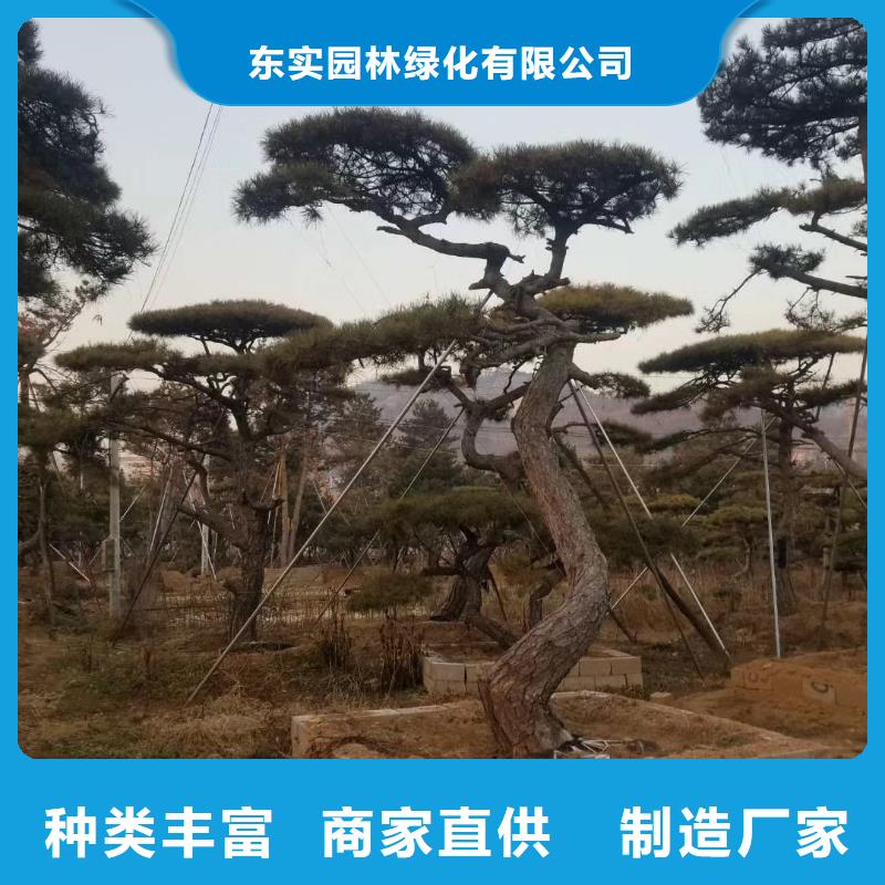 【造型松造型松价格工厂批发】