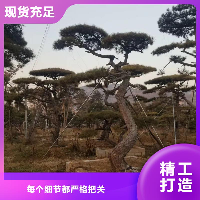 造型松大型古松厂家实力大