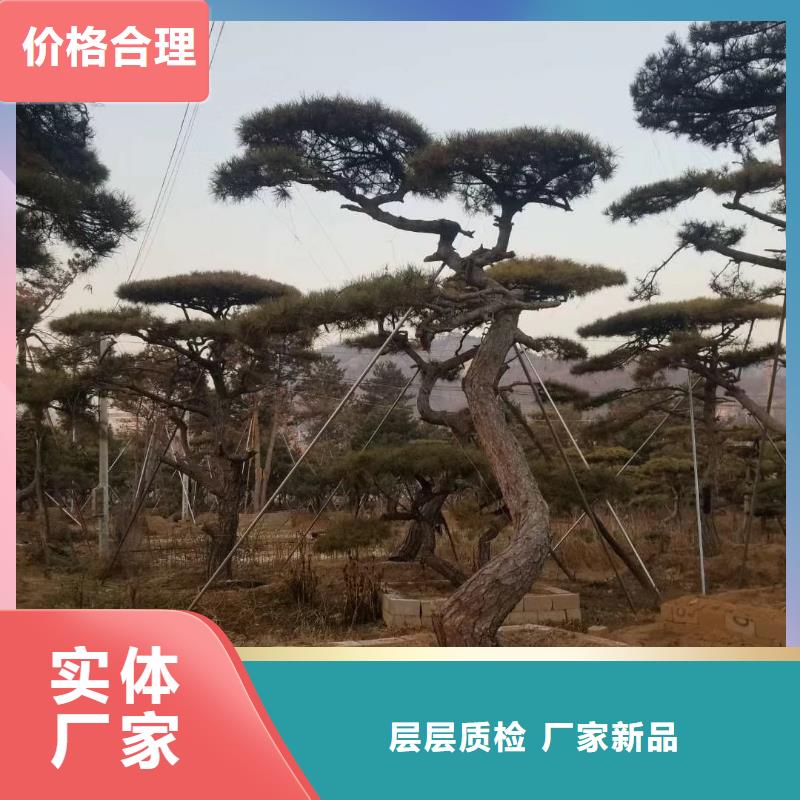 景观松-景观松专业厂家