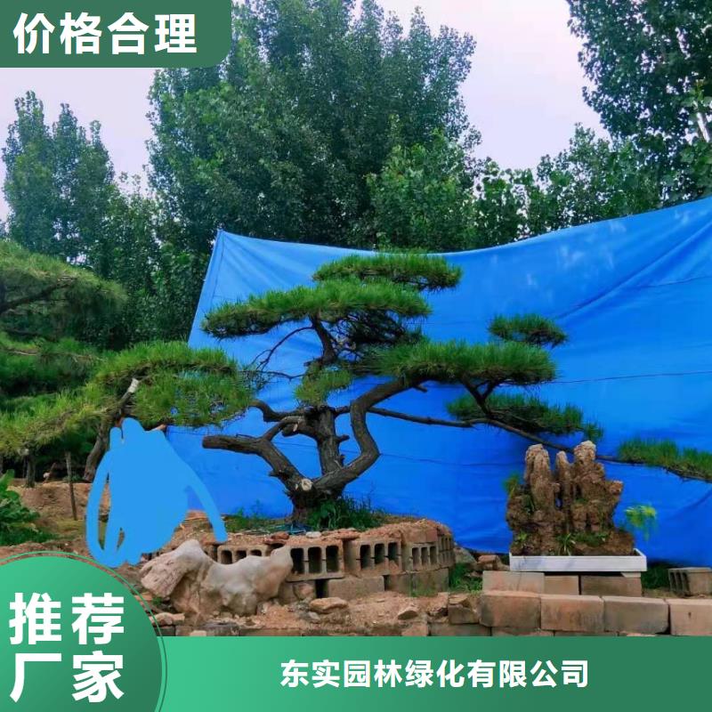 造型池松种植合作社