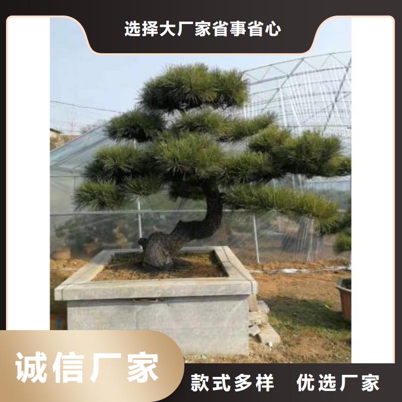 造型松来厂实地考察