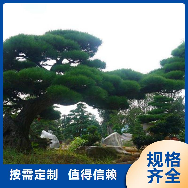 景观松哪家好