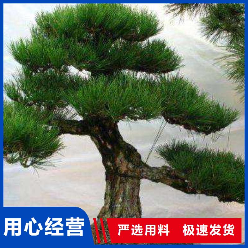 销售异型松_精选厂家
