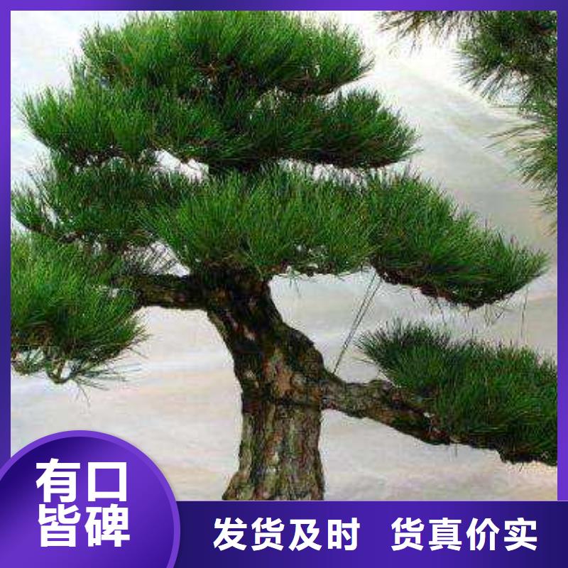 价格合理的景观松经销商
