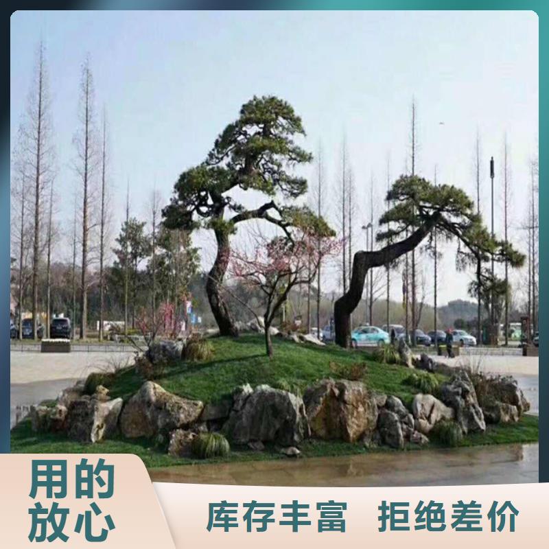 造型池松品种纯正