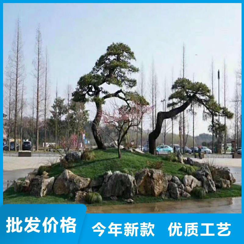 造型黑松大量现货