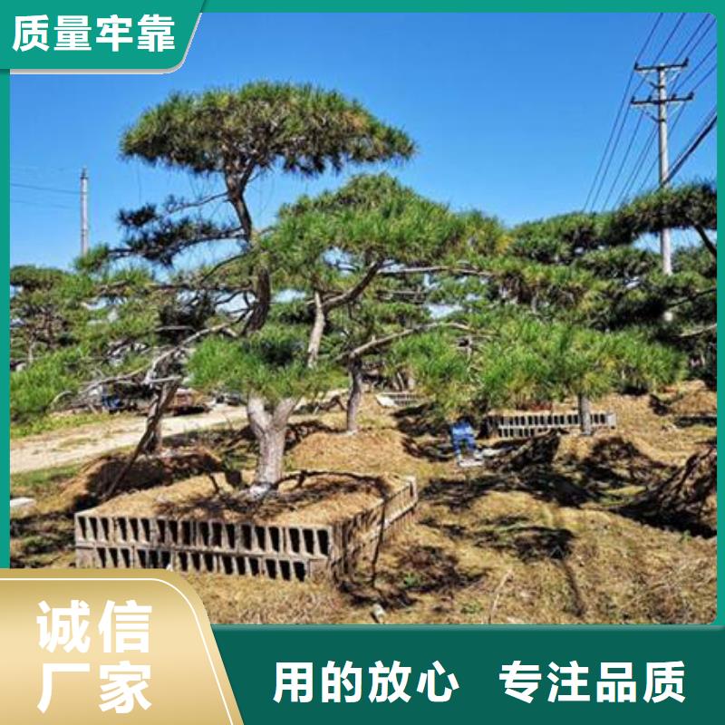 造型池松价格