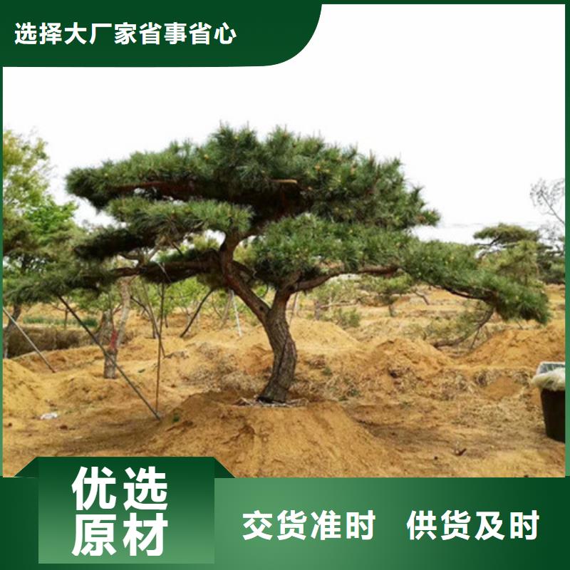 造型黑松-全国发货