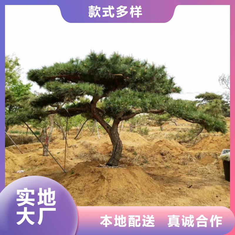 造型松树、造型松树厂家直销-本地企业