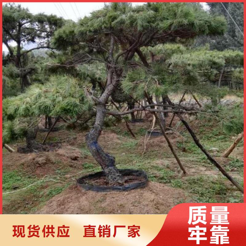 黑松企业-大厂直销