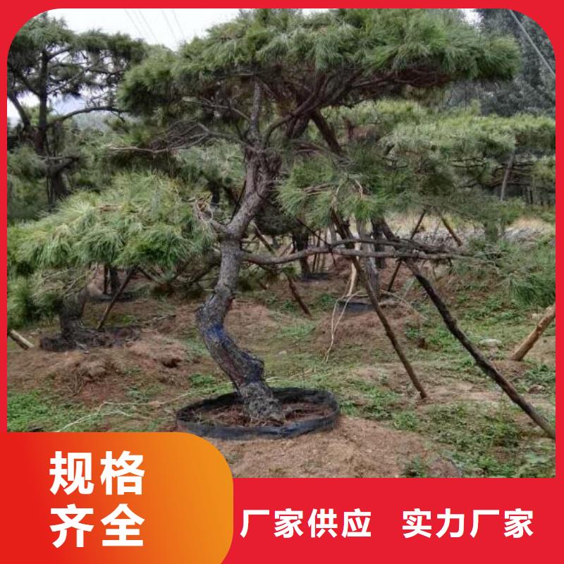 造型松树品牌