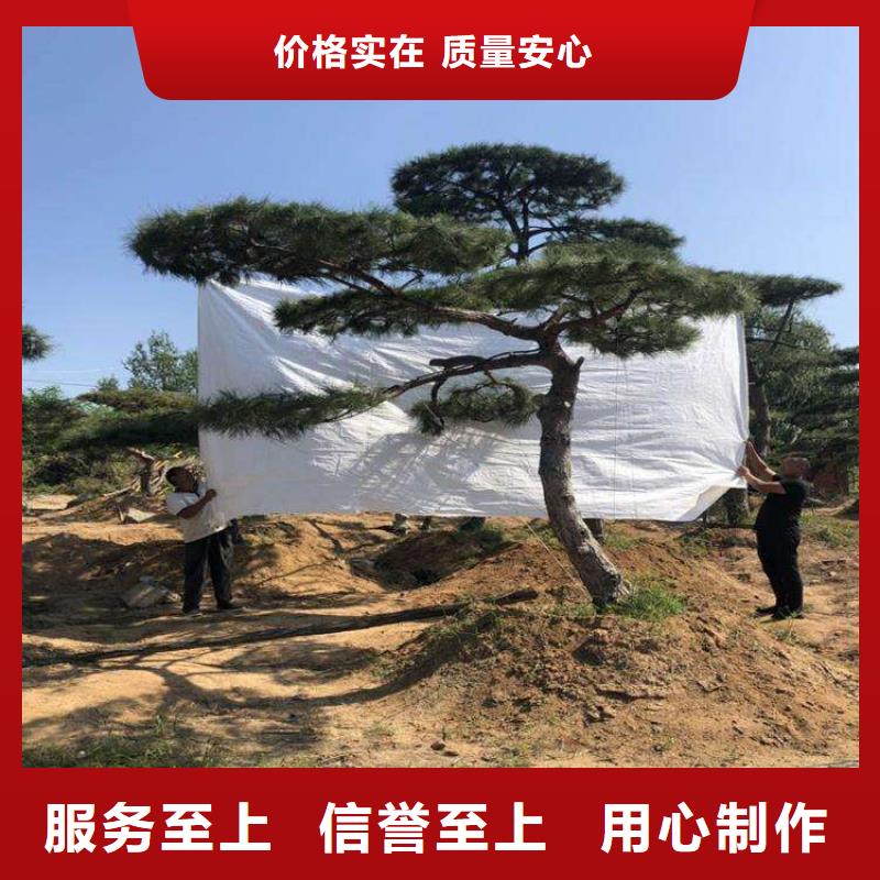 平顶松_欢迎致电
