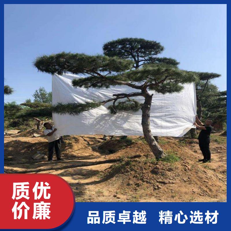 景观松现货批发