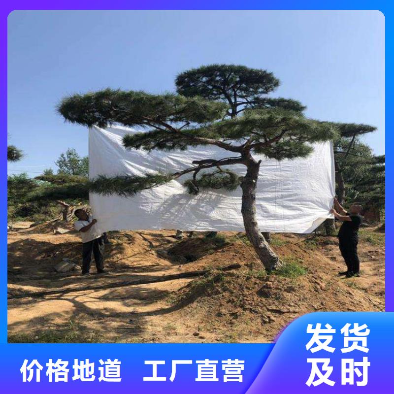 造型油松免费邮寄样品