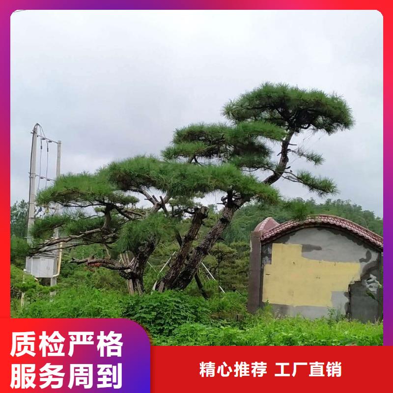 平顶松供货及时保证工期