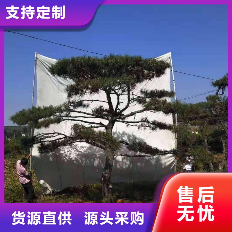 泌阳县造型油松-用的放心