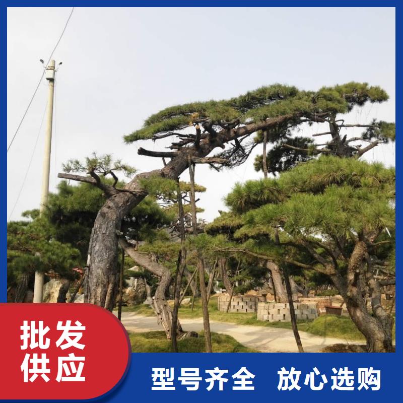 销售异型松_精选厂家