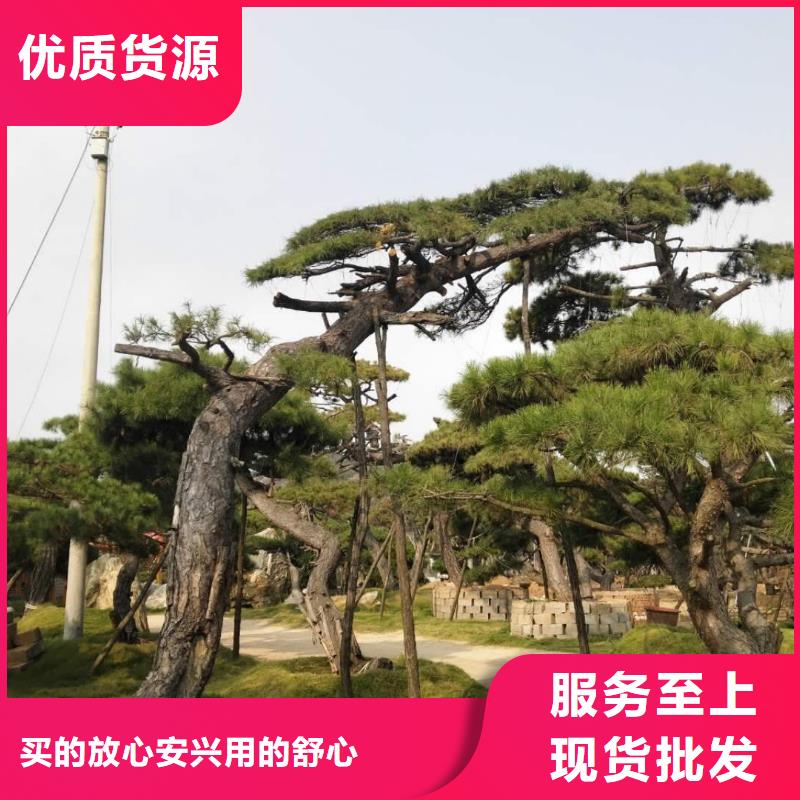 造型黑松价格合理的公司