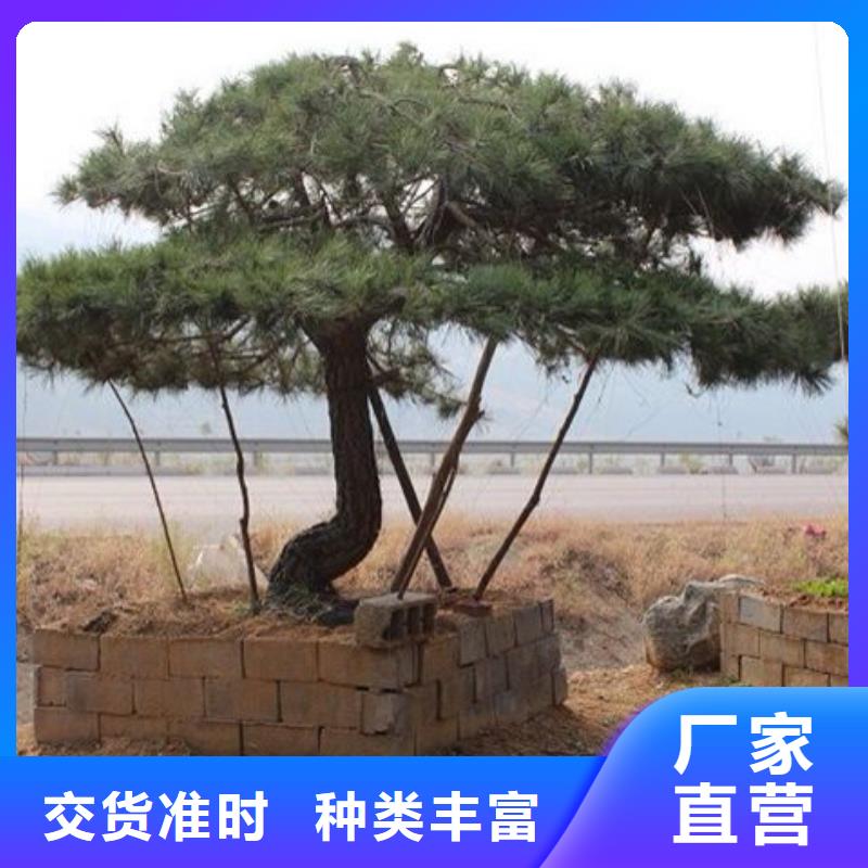 质量可靠的造型松树生产厂家