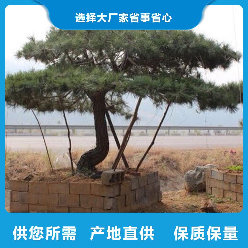 造型池松种植合作社