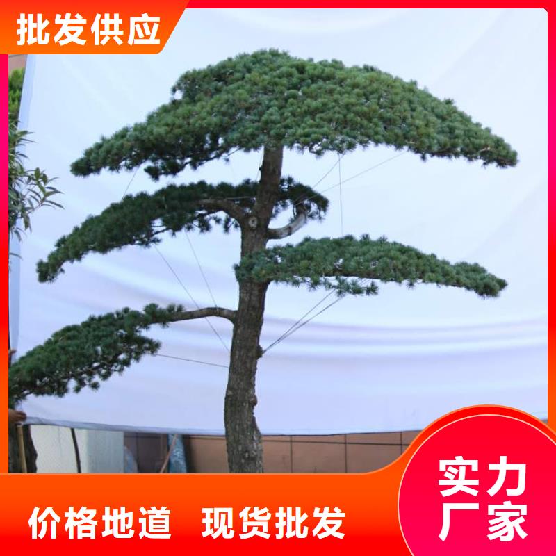 品质保证的泰山风景松厂家